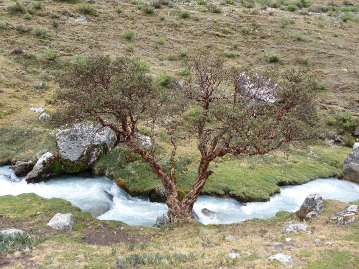This is a Queñual tree, found all over Parque Huascarán.