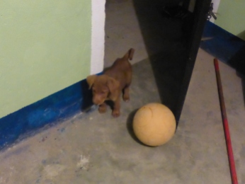 Hazel likes to play with my soccerball.