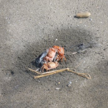 Even the crabs had Christmas brunch